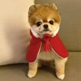 Shiba Inu Новый год маленькая красная шляпа Pet Cat Dog Golden Reta Mashi Short Wool Hat Parning Новый год Новый год