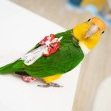 Пятая генерация горячая сбережения типа птичья одежда, водонепроницаемая моча, брюки -мочи навозь, навозное свалка, трехмерный большой летающий костюм с большой капочностью