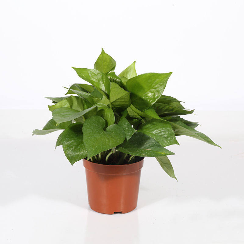 绿萝盆栽水培植物花卉绿植(热品库)