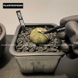 SPOT NEACHOOD BLOGING PLANG PANTER POODUNTING Deloma Deloma Сочные растения локоть инструмент Niezi Clip