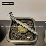 SPOT NEACHOOD BLOGING PLANG PANTER POODUNTING Deloma Deloma Сочные растения локоть инструмент Niezi Clip