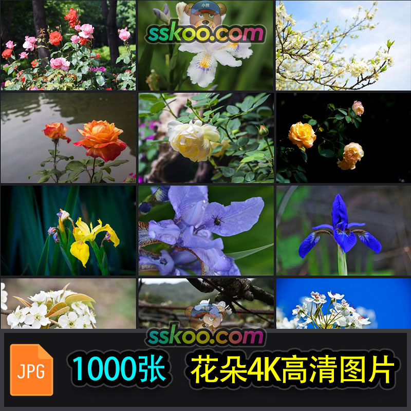 高清梨花鸢尾花月季花植物特写摄影照片4K壁纸背景图片设计素材