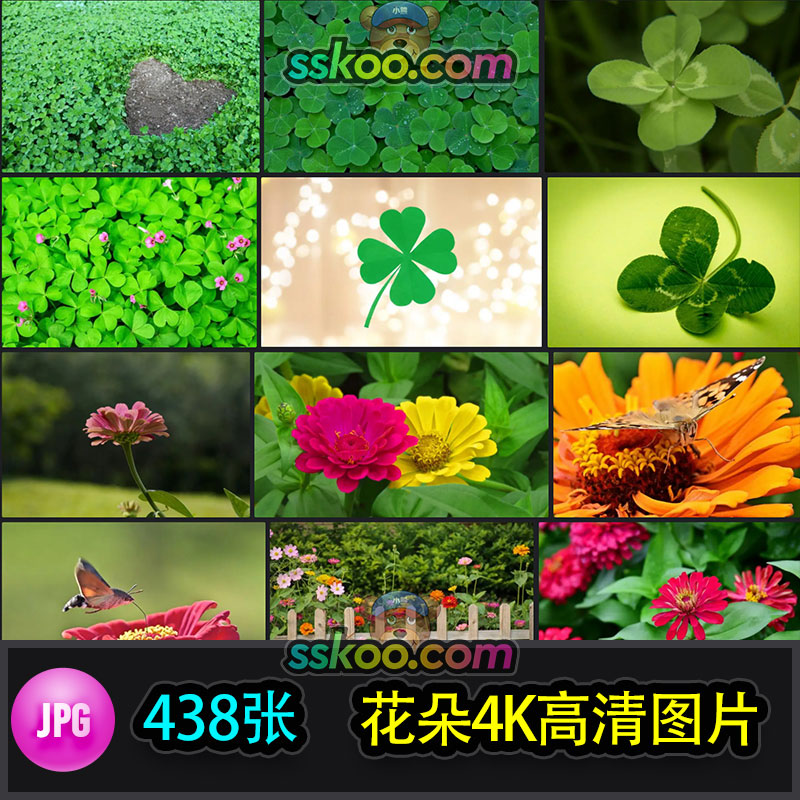 高清百日草三叶草四叶草植物摄影照片4K壁纸背景图片PS设计素材