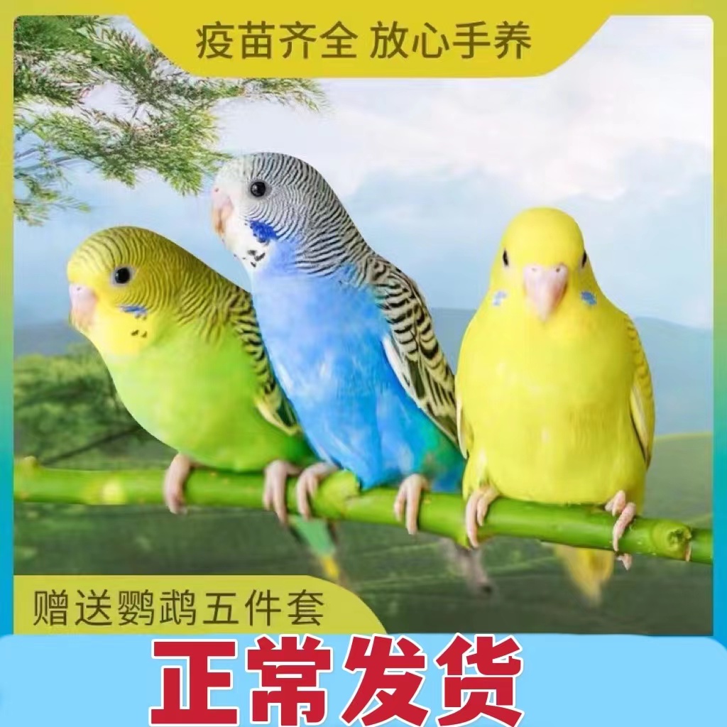 大绯胸鹦鹉价格 大绯胸鹦鹉多少钱一只_小可爱宠物网