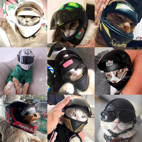 Шлем, маленькая шапка, кот, домашний питомец, кошки и собаки