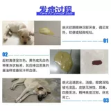 Собаки, тянущие к крови рвота, вытаскивание дромов дхармы Делома Гранд мягкая крови плазма Плазма боли кошка кошка кошка кошка