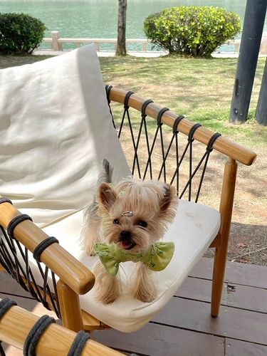 Сяотанская кара корейская версия весенней и летней одежды, шнурок с маленьким рукавом, собака и кошачья одежда мальцис -инжишсии и кошачья одежда