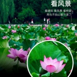 Высокоопределение телескопа с одной трубкой высокой мощности ночное видение для взрослых. Мобильный телефон.