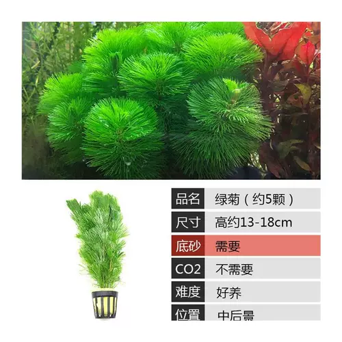 Рыбанка ленивые водные растения Пресновода с стеблями травяные танки с пейзарями Aquarian Box Silent Woodwood Package