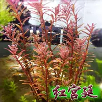 2 чашки красного дворца (отправьте чашку с тонущей травой)