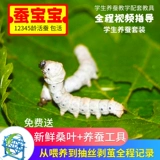 Щелковые пленки дети 1234 Студенты шелкористого червя, которые поднимают наборы шелкота из свежего шелковика Большого шелкористого шелкового изделия