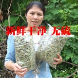 Дикий большой лист деньги сушеные из каменного каменного китайского травяного травяного камня китайская травяная медицина бесплатная судоходство