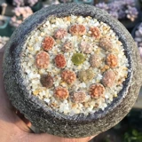 Сочные растительные про мощные растительные камни из кристаллического песка Рыба Днит песчаный сад искусство земля