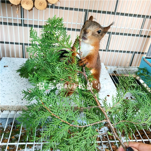 Белка летающая мышь Мыши Родор Животные Интерактивные Игрушки природа Подарок природы свежие глубокие горы и дикие трубы свежие листья