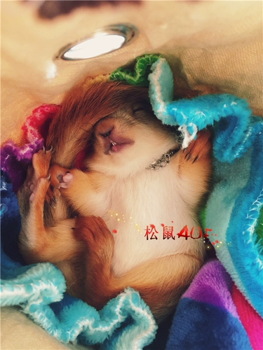 Одеяло, подушка, удерживающая тепло ткань