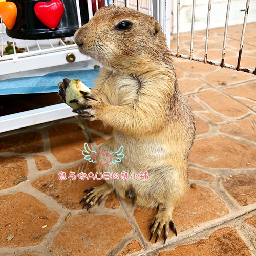 [Крыса и вы] обнаружите новые товары зеленый пибанбанбанм из свежего ореха черный хвост попугай интерактивная белка