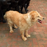 Моделирование модели модели собаки Золотая ретривера моделирование собак