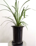 H2 (с боковыми отверстиями) Shengshi Orchid Pot Pp смола пластиковая орхидея орхидея