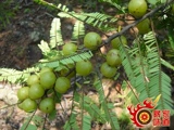 БЕСПЛАТНАЯ ДОСТАВКА Yunnan Specialty Dian Olive Juice 300MLX6 Бутылка yizhou Brand Yu Ganguo Big Big Big Big Big Big Big Big Big Big Big Big Big Big Big Big Big Big Big