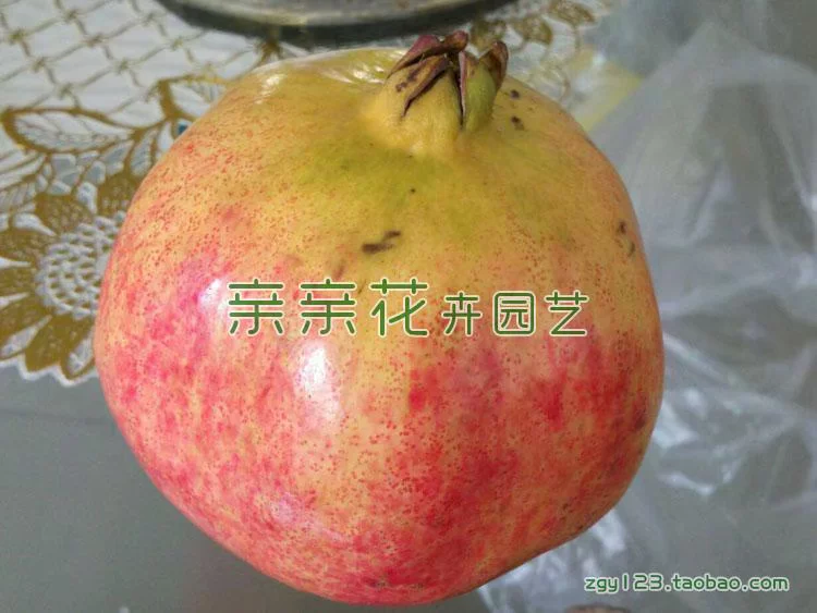 [Fruit tree seedling large pomegranate tree seedling new variety - Yunnan large pomegranate seedling large fruit sweet taste fragrant]
