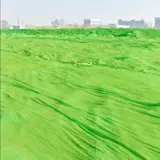 Dust Caiser, покрывающая турпурную зеленую сеть пыли, покрывающую Зеленую чисту