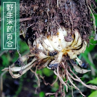 Sichuan Shenshan Pure Wild Edible Rice Lily Dry Goods Половина кошачья, влажная, чистая дезинфекция астмы, анти -хазе
