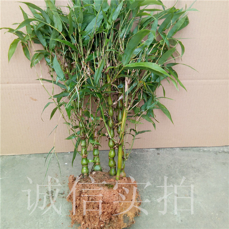 アンチョビ竹 鉢植え 部屋 ネヤン 洗面器 景大仏 ベリー竹 観賞葉植物 ミニチュア Xiaomi バンブービュー 報酬 小さい 竹 の苗 中国仕入れ Com