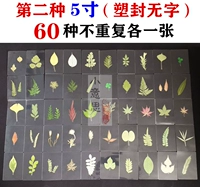 60 больших листьев (пластиковые уплотнения без метки)