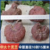 Shennongjia Wild Ganoderma lucidum Whole Lenzhi 250g может нарезать нарезанное порошковое вино, Redzhi Dry Good