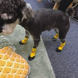 Шерри Тедди Бики Корки борьба с собакой собака Водонепроницаем