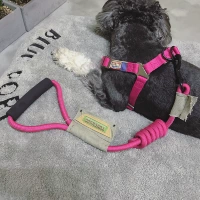 Роза красная