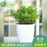 Монетный горшок с свежим съедобным мятном листом внутреннего гидропонного гидропонного растения розмарина Mint Seartings Зеленые цветы