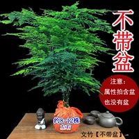 5-летние саженцы Вэньчжу [без горшка]