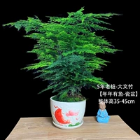 5 лет саженцев Вэньчжу [есть рыба каждый год]