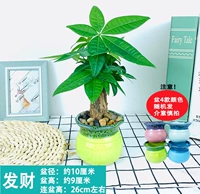 Денежное дерево + цветной фарфоровый тазик (керамика)