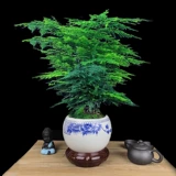 Бамбуковый горшечный растение Внутренний цветочный офис на рабочем столе на рабочем столе зеленый растение всасывание