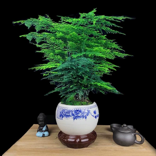 Бамбуковый горшечный растение Внутренний цветочный офис на рабочем столе на рабочем столе зеленый растение всасывание