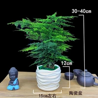 5-летние большие саженцы Вэньчжу [Большой европейский фарфоровый бассейн]