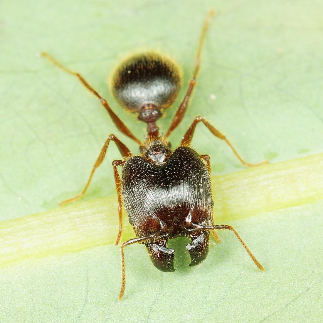 Муравей домашнее животное. Муравьи Pheidole yeensis. Фейдол Рея муравей. Большеголовый муравей. Голова муравья.