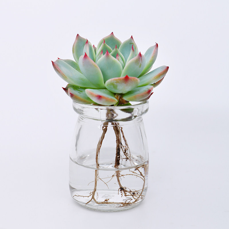 永盛园艺多肉植物水培多肉 5元券 券后价