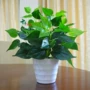 Mô phỏng cây xanh giả củ cải xanh trang trí trong nhà và ngoài trời nhựa trong chậu vườn nhỏ bonsai hoa nhân tạo và cây trang trí - Trang trí nội thất trang trí nhà bếp