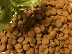 Chó huấn luyện cung cấp thức ăn cho chó dinh dưỡng thức ăn cho chó thức ăn thịt bò hương vị thức ăn cho chó thức ăn chủ yếu là thức ăn tự nhiên nói chung - Gói Singular