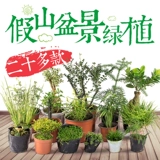 [吸水石盆景植物上水石假山室内花草绿植家居装饰摆件微景观小盆栽]