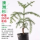 [澳洲杉中苗25cm左右]