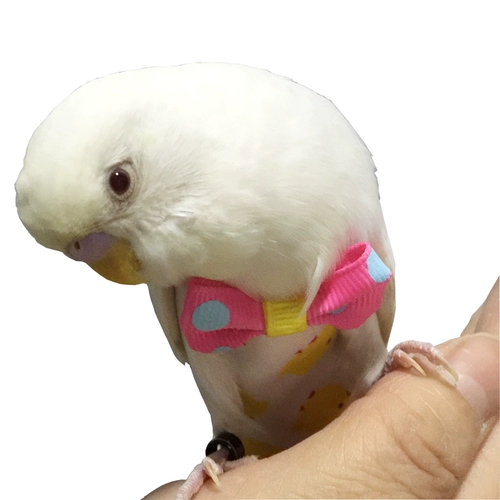 Бержаная моча без мокрого попугая, летающая чистое хлопок тонкий пион таинственный тигр кожа