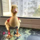 Yoyo Custom Duck Clothing Kor Duck Duck Duck Duck Duck Duck Duck Poy Grap