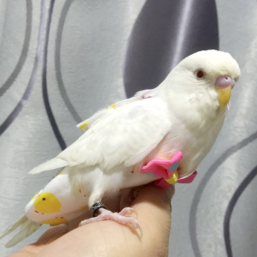 Бержаная моча без мокрого попугая, летающая чистое хлопок тонкий пион таинственный тигр кожа