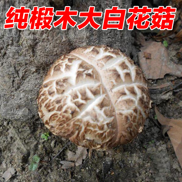 大花菇 农家自产特级花菇干 250g¥19.9包邮