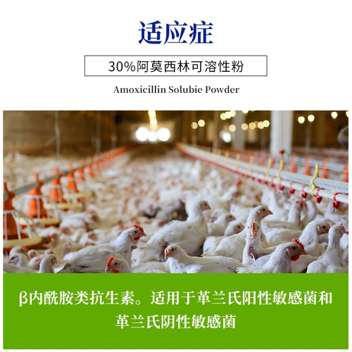 30%ветеринарные препараты амоксициллин растворимый пороховой антибактериальный, анти -инфляторный и птицеводная птица Заместитель насоса