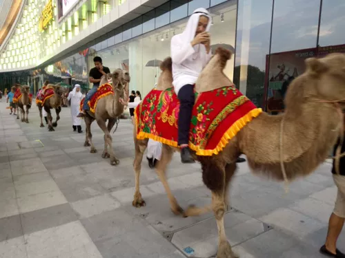 Camel Rental, верблюжья выставка Live Camel, чтобы продать взаимодействие команды верблюдов